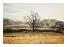 Load image into Gallery viewer, Tree Of Life, Elterwater, Lake District (Limited Edition)