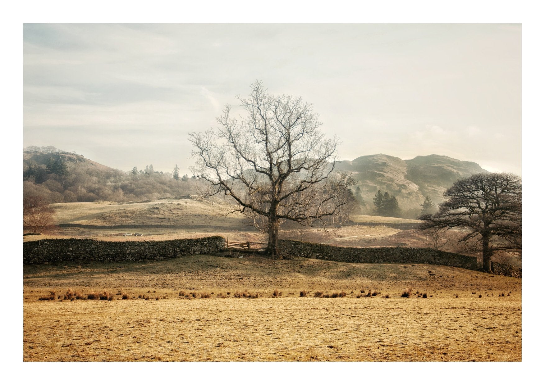 Tree Of Life, Elterwater, Lake District (Limited Edition)