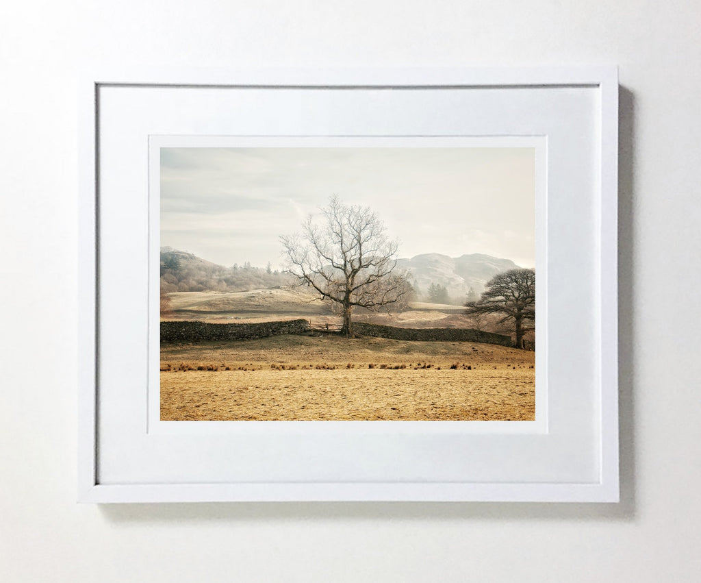 Tree Of Life, Elterwater, Lake District (Limited Edition)