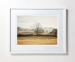 Tree Of Life, Elterwater, Lake District (Limited Edition)