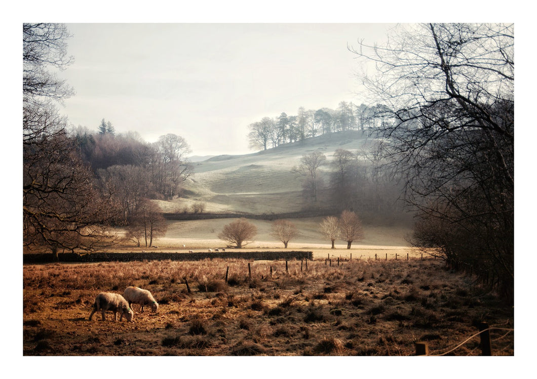 Elterwater Valley with Sheep, Lake District (Limited Edition)