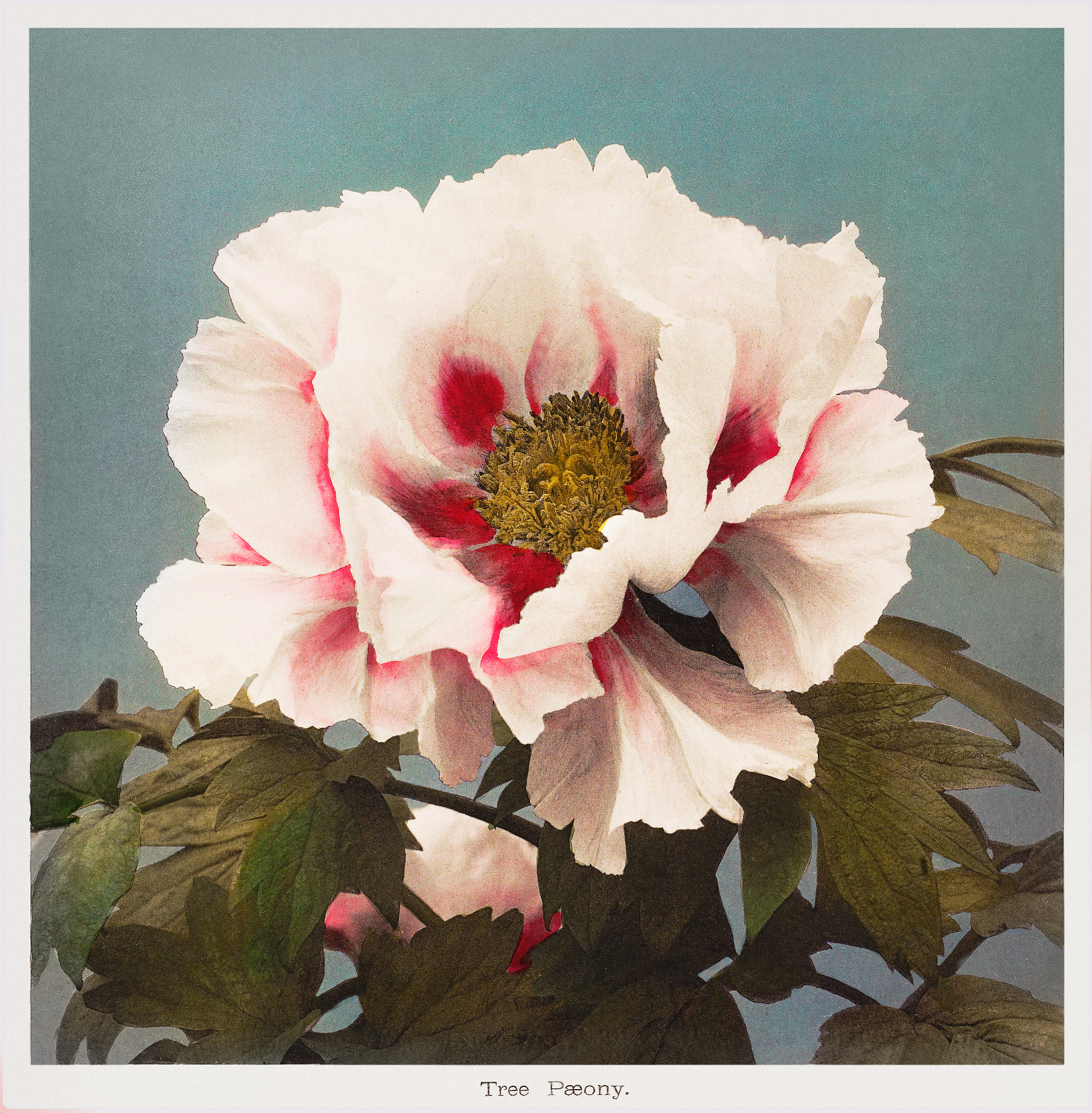 Tree Peony (1896) by Kazumasa Ogawa