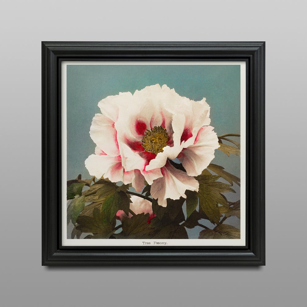 Tree Peony (1896) by Kazumasa Ogawa